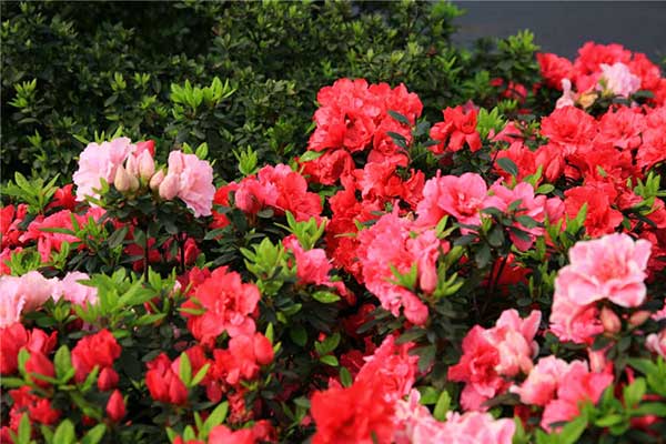 Enjoy azaleas in spring outing at Emei