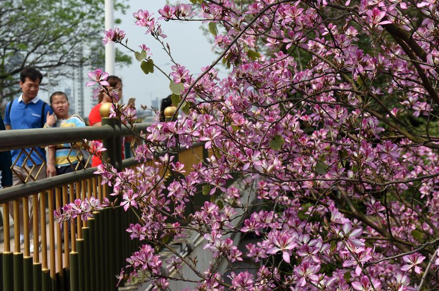 Road under bauhinia blossoms seen in Liuzhou, China's Guangxi