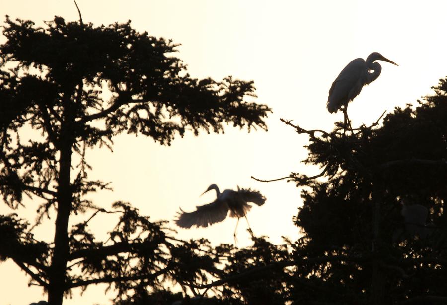 In pics: Egrets around Poyang Lake