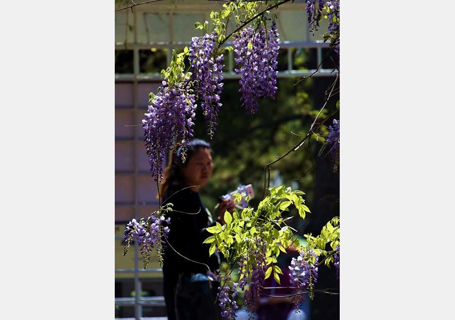 People enjoy sea of flowers in Beijing