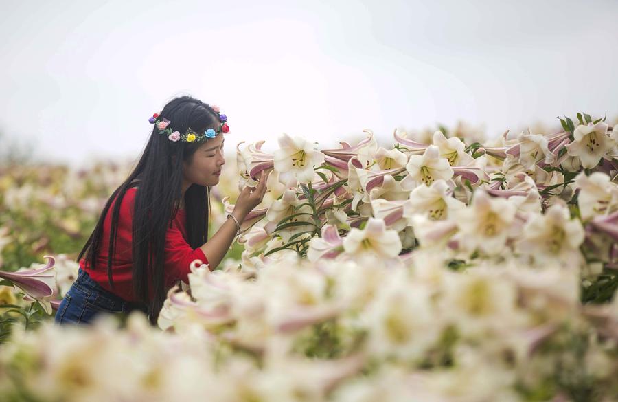 Tourists view lily flowers in East China's Jiujiang