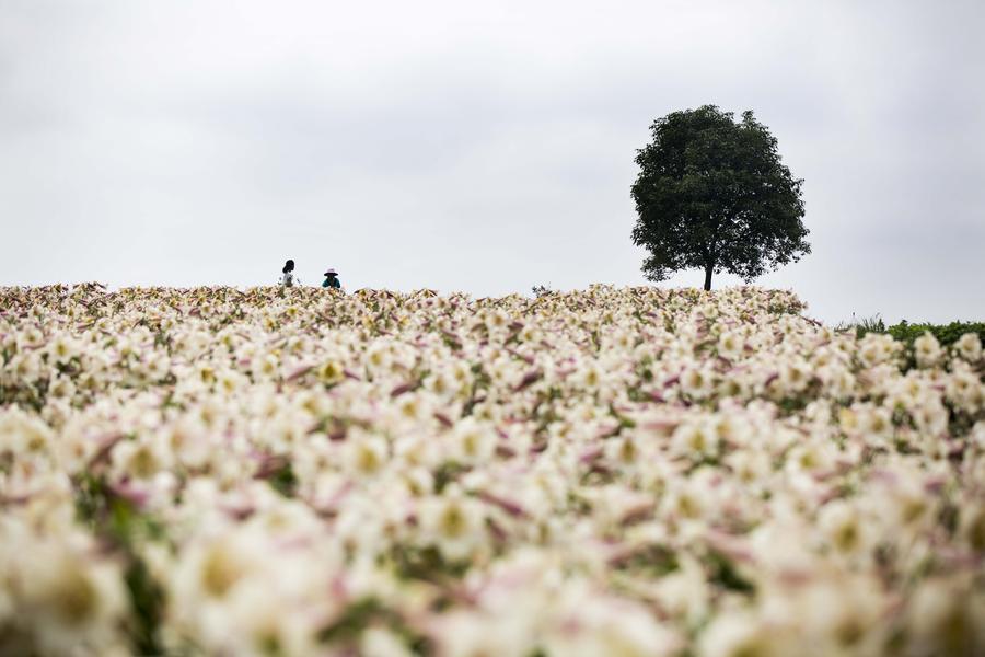 Tourists view lily flowers in East China's Jiujiang