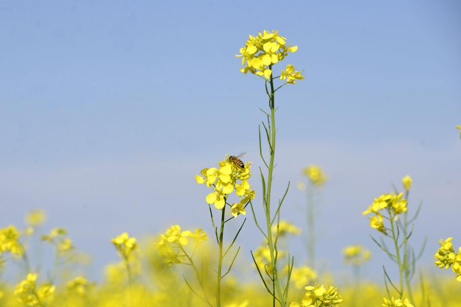 Scenery of cole flower field at Inner Mongolia