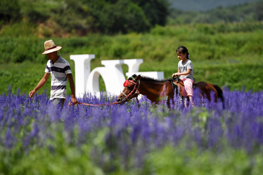 Flowers turn Beijing suburbs into riot of colors