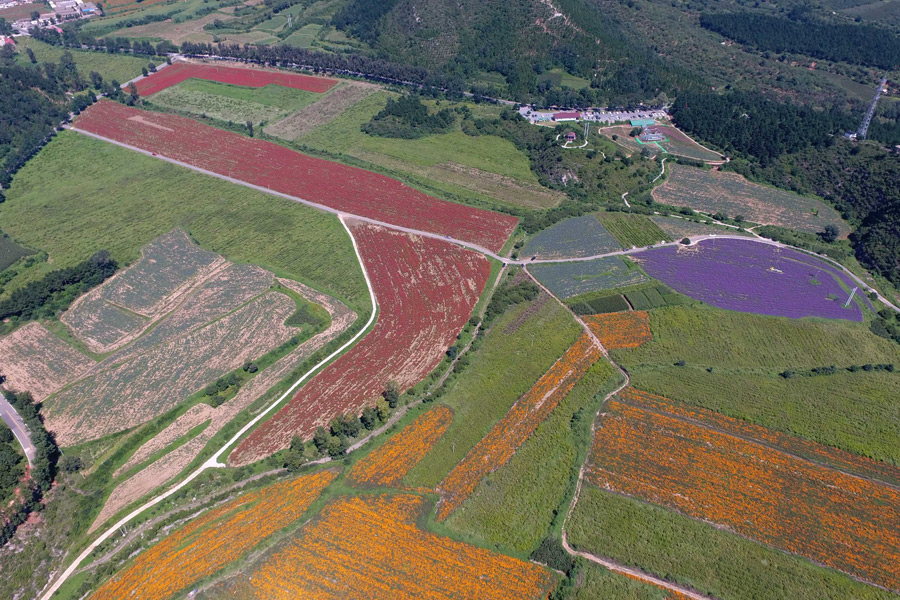 Flowers turn Beijing suburbs into riot of colors