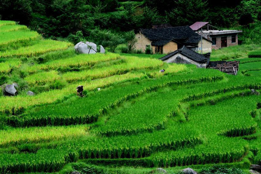 Scenery of rice fields in Quanzhou, S China's Guangxi