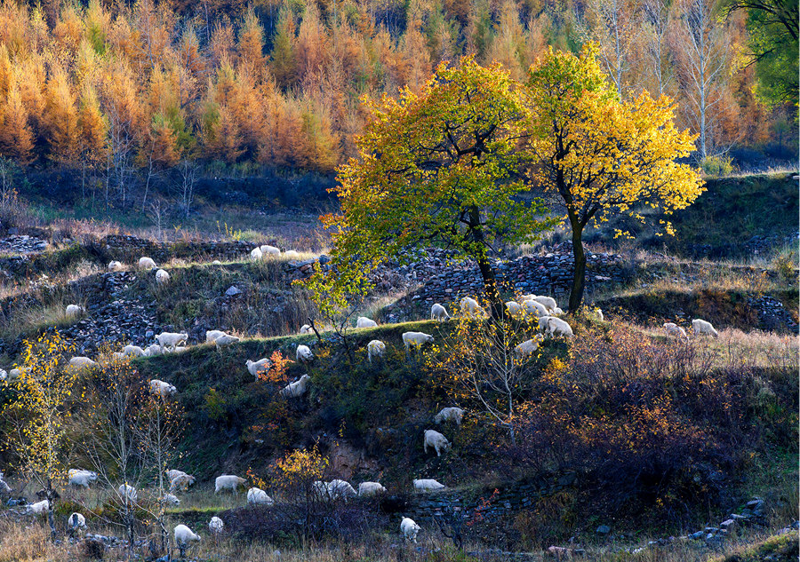 Indulged in the golden color of autumn in Shanxi