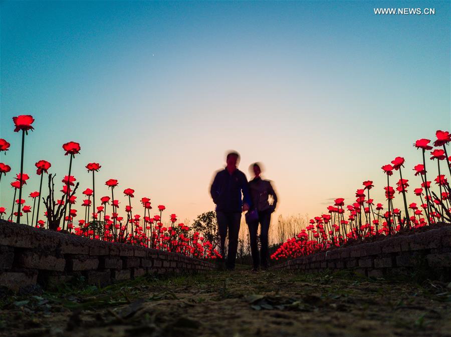 Thousands of rose-shaped lights light up county