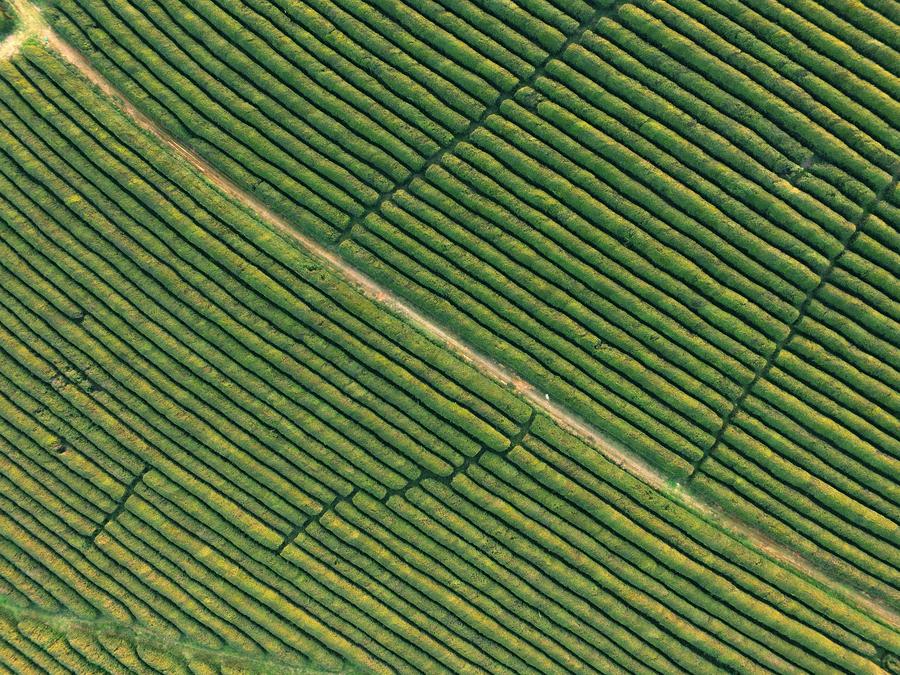 Aerial view of tea garden in Fenghuanggou scenic spot