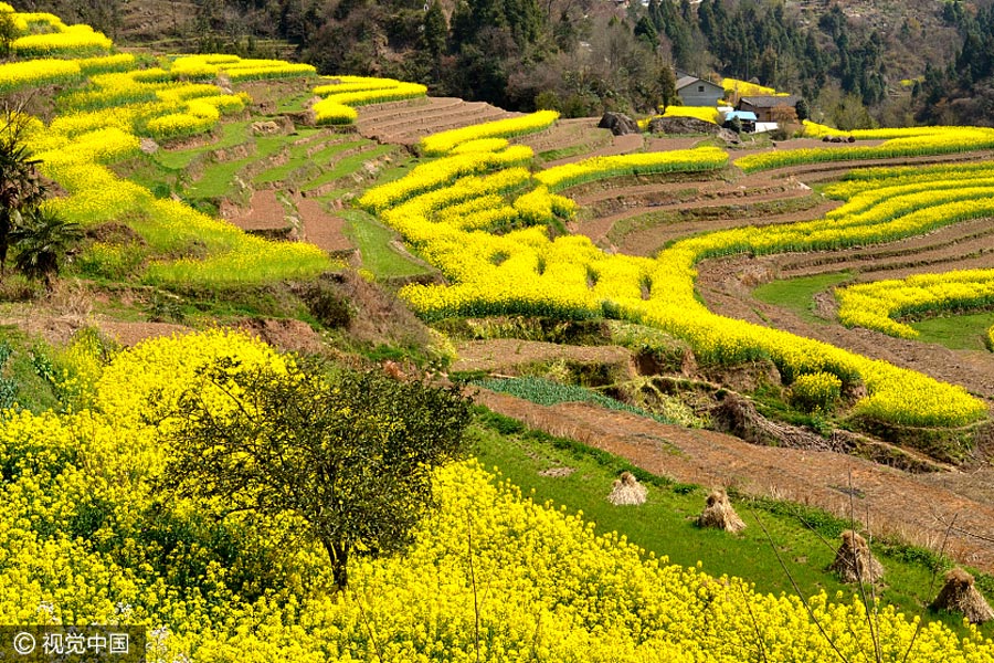 Sea of cole flowers fields bloom in Shaanxi province