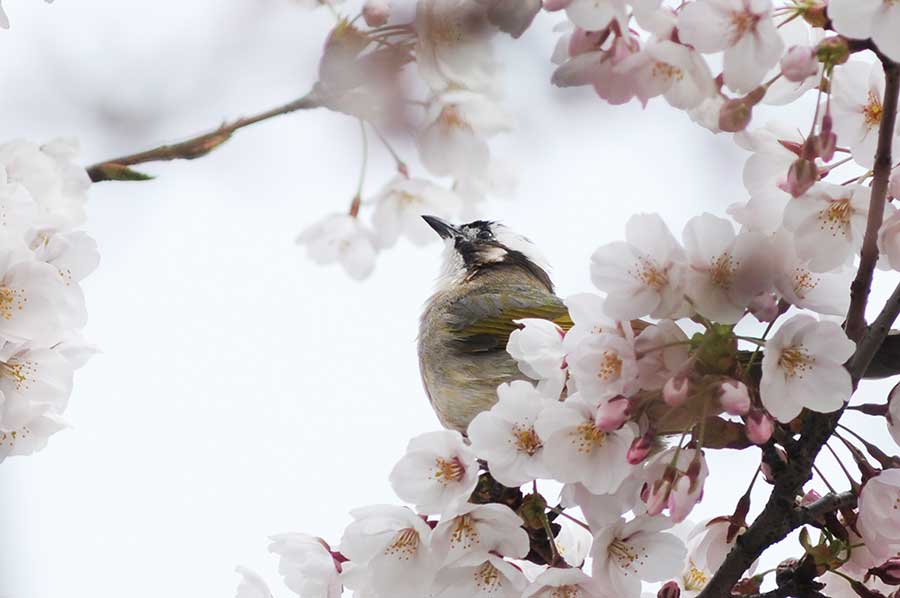 Cherry blossoms a big hit for birds in Qingdao city