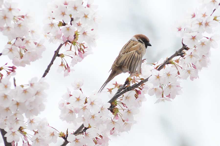 Cherry blossoms a big hit for birds in Qingdao city