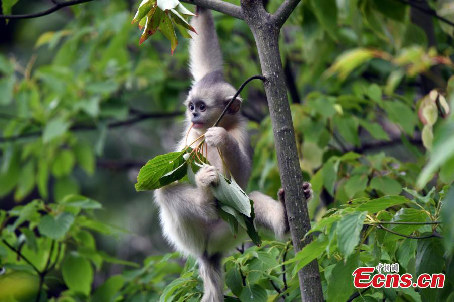 National park in Yunnan has nine new snub-nosed monkeys