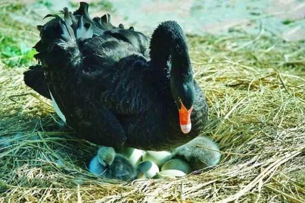 Family of black swans creates waves in Jilin University