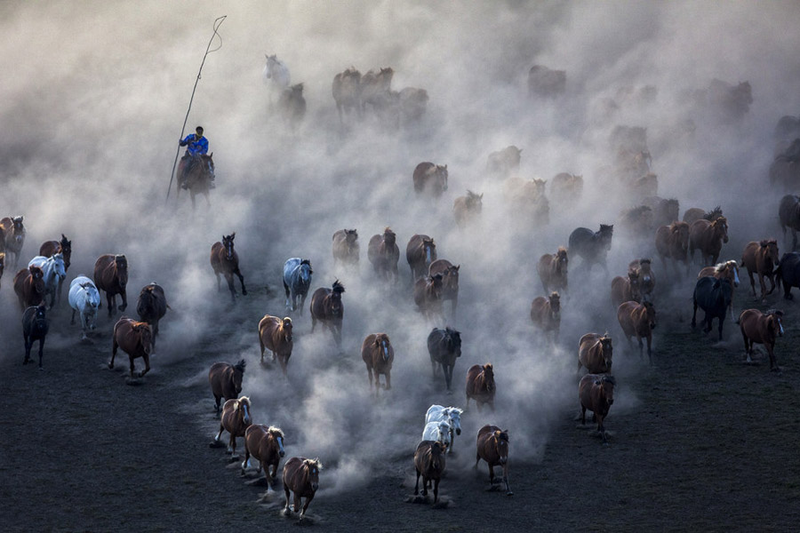 Prancing horses captured in Inner Mongolia