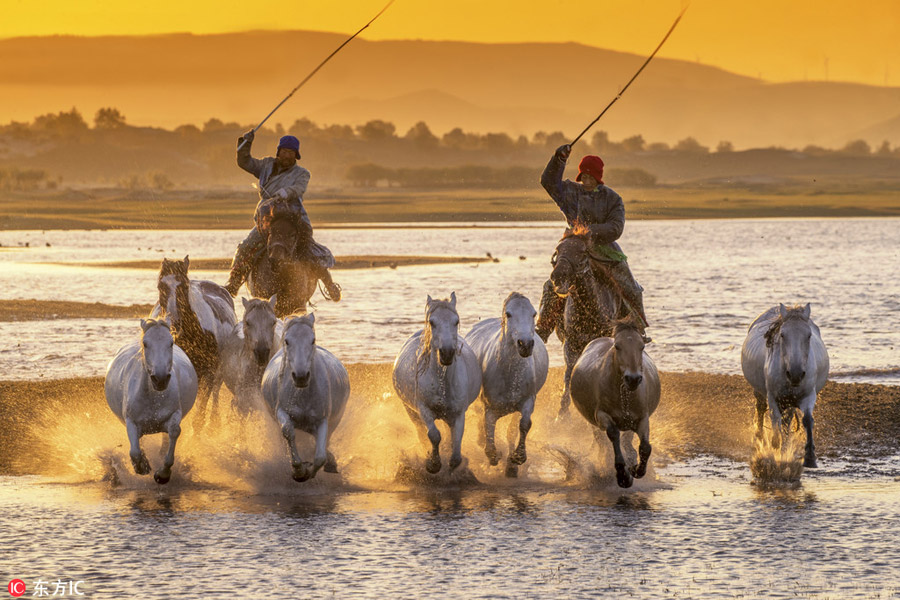 Prancing horses captured in Inner Mongolia