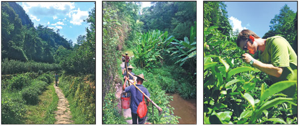 Black tea's journey from the mountains of Fujian