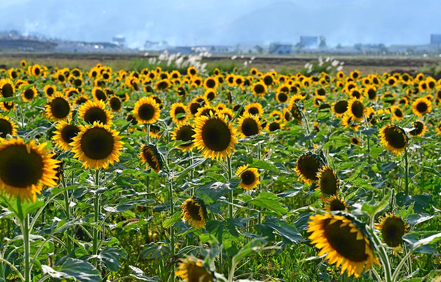 Autumnal hues sweep China's scenery