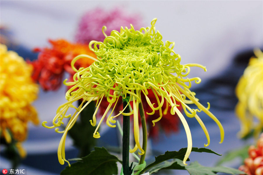 10,000 chrysanthemums blossom in Beijing park