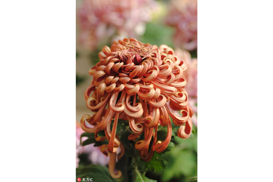 10,000 chrysanthemums blossom in Beijing park