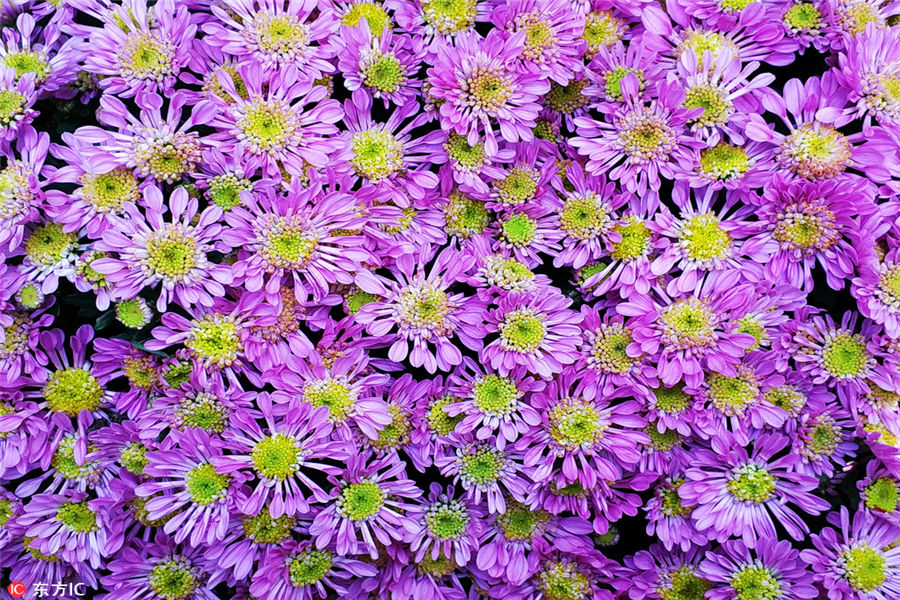 10,000 chrysanthemums blossom in Beijing park