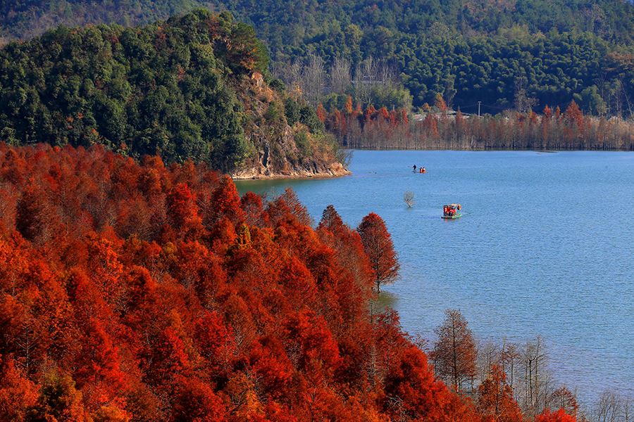 Redwood forest in Anhui shimmers under winter sunlight