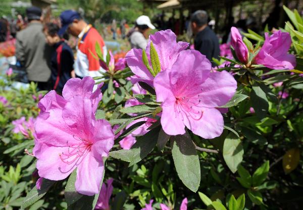 9th China Azalea Exhibition kicks off in Nanjing