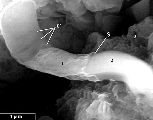 Scientist: 'Alien' life forms found on meteorites