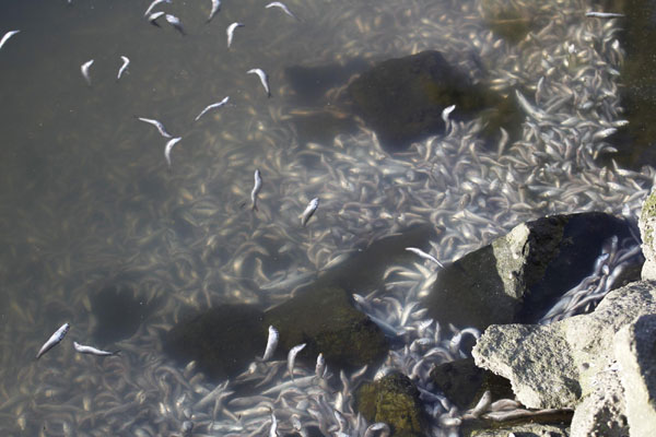 Tons of dead sardines still clogging US marina