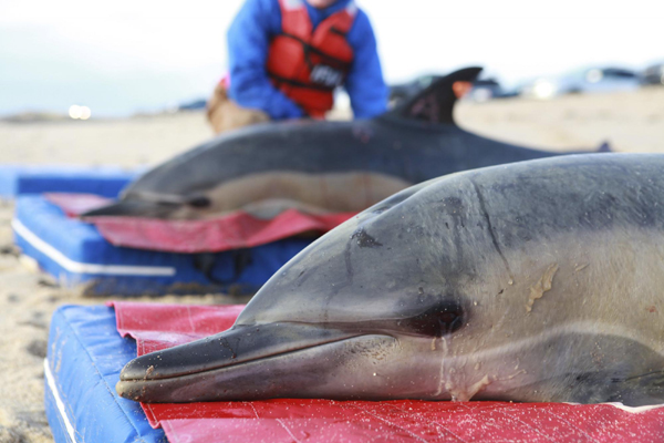 Hundreds of dolphins stranded on beach