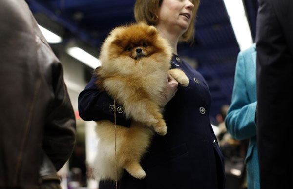 Dog geared up for show