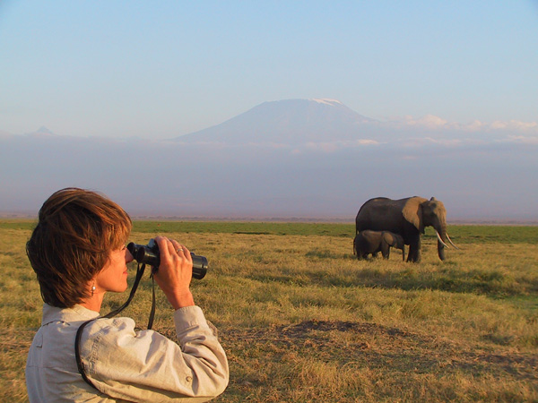 A voice for elephants