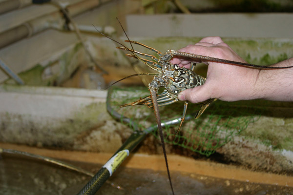Florida lobsters find a market in China