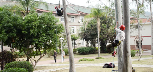 The tree-climbing club