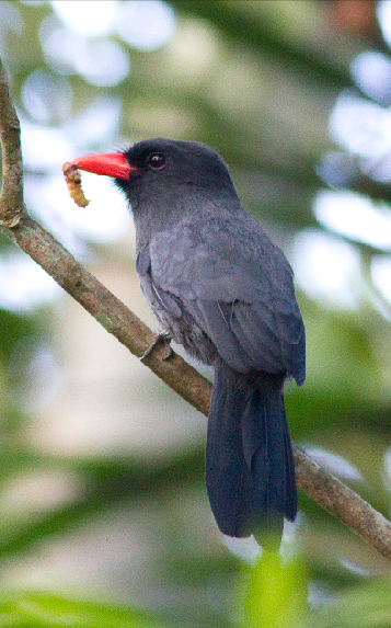 Colombia: A birdwatcher's paradise