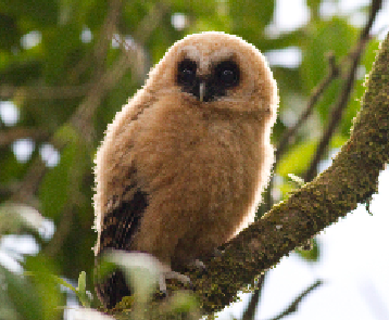 Colombia: A birdwatcher's paradise