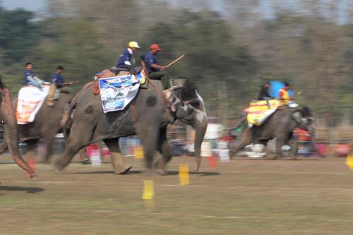 Elephant race in Nepali festival