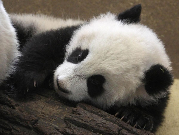 Come and meet Vienna Panda cub