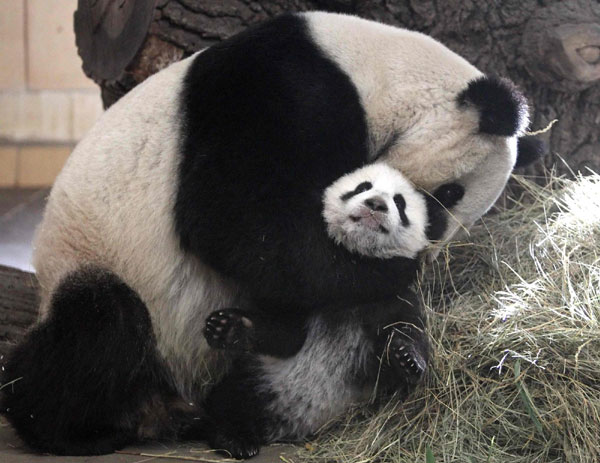 Come and meet Vienna Panda cub