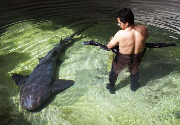 Shark firstly gave birth to 18 babies in Mexico