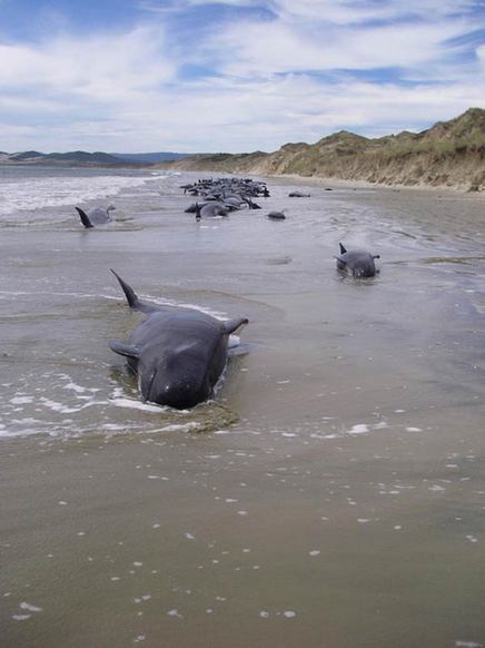 120 stranded whales feared dead in New Zealand