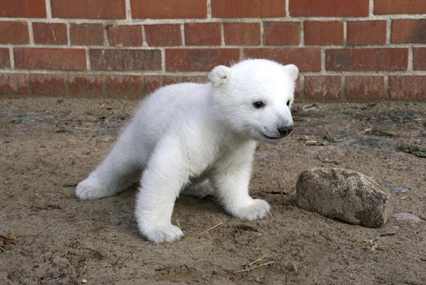 Autopsy shows bear Knut died of brain damage