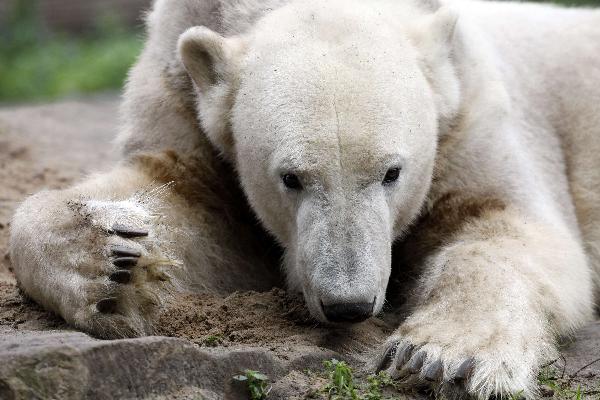 Autopsy shows bear Knut died of brain damage