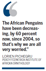 African penguin edging closer to extinction