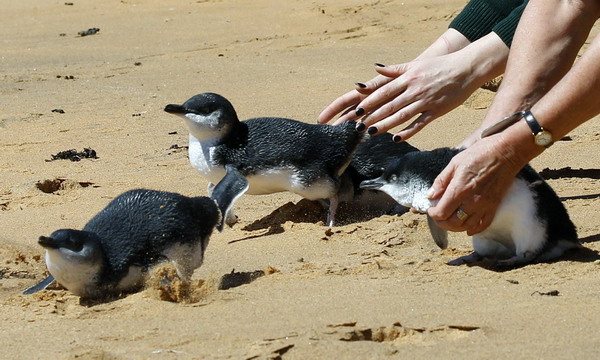 Baby penguins swim home after rehab