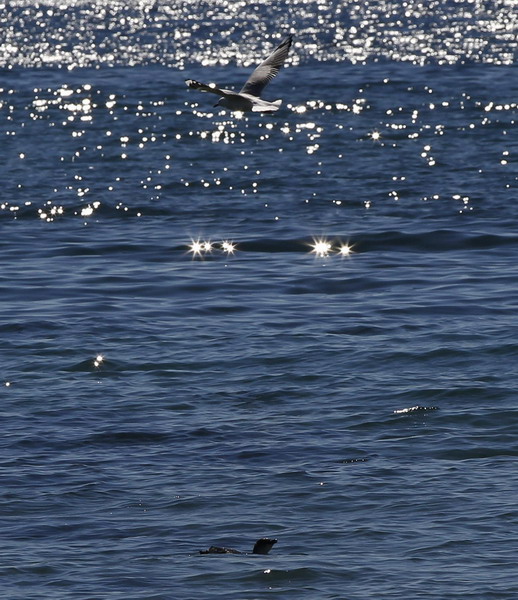 Baby penguins swim home after rehab