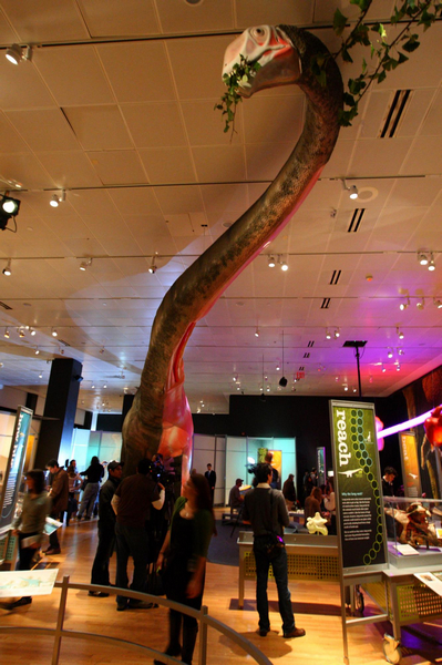 Showcasing the world's largest dinosaurs