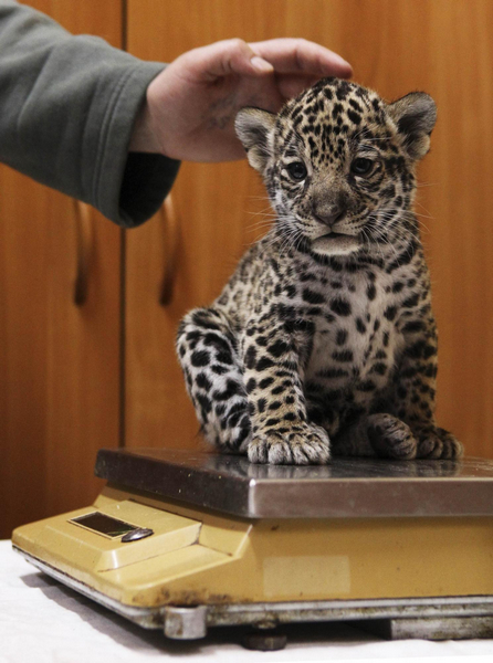 Little jaguars in Leningrad city zoo