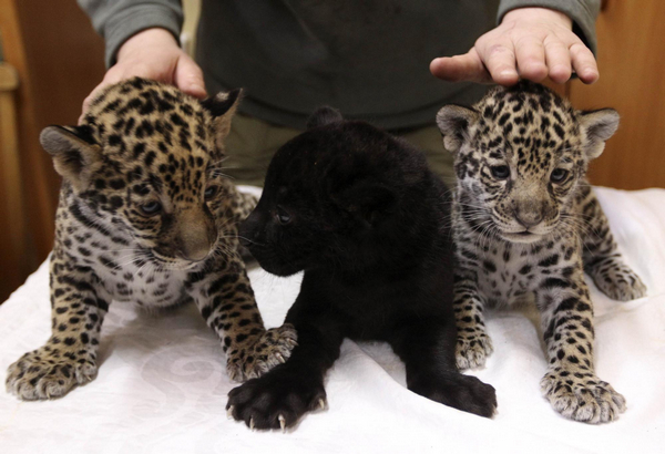 Little jaguars in Leningrad city zoo