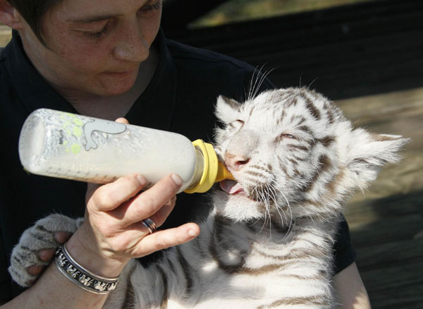 Lovely white Tiger cubs